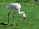 Lesser Flamingo (WWT Slimbridge May 2012) - pic by Nigel Key